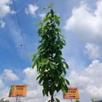 Asimina trojlaločná - Banán severu PAW PAW (Asimina triloba) ´PRIMA 1216®´ - výška 270-290 cm, kont. C35L